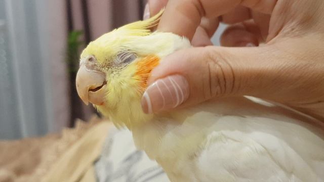 Коррела любит когда гладят пёрышки