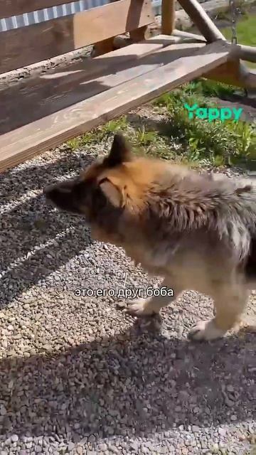 А у твоего питомца есть друзья ?) #стаффи #стаффордширс? смотреть онлайн