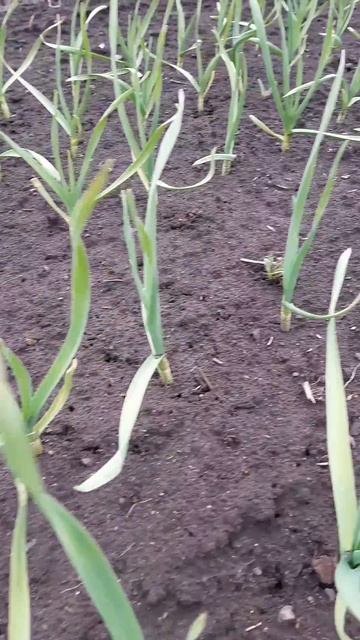 Другое Дело!Чеснок растёт!Подпишись! смотреть онлайн