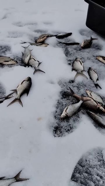 Ловля на нытьё!😩Как поймать подлещика в глухозимье? #?