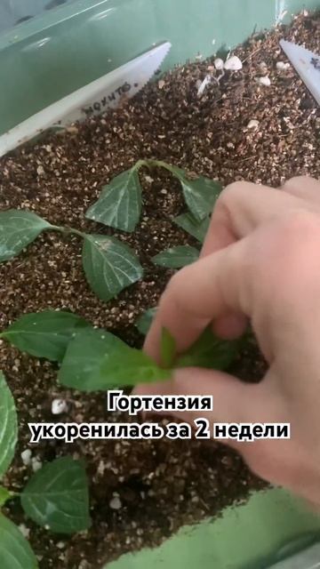 Черенкование гортензии❤️#garden#участок #shorts #черенков? смотреть онлайн