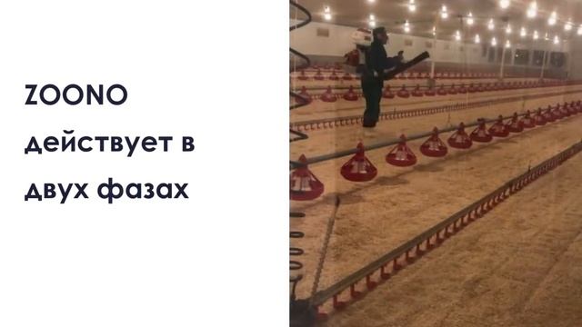 Обработка птицеводческих хозяйств Zoono смотреть онлайн