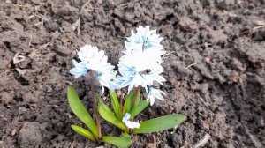 #сад #цветы #пушкиния / Пушкиния- редкостный первоцвет.