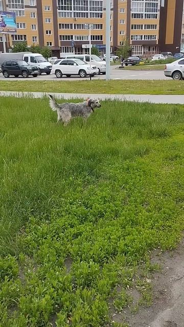 шило в попе смотреть онлайн