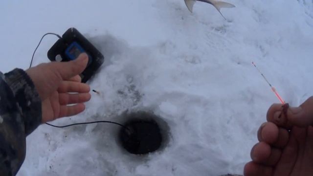 Димитрово!Рыбка Есть#рыбалка #fishing #фидер #рыба #troutfishing смотреть онлайн