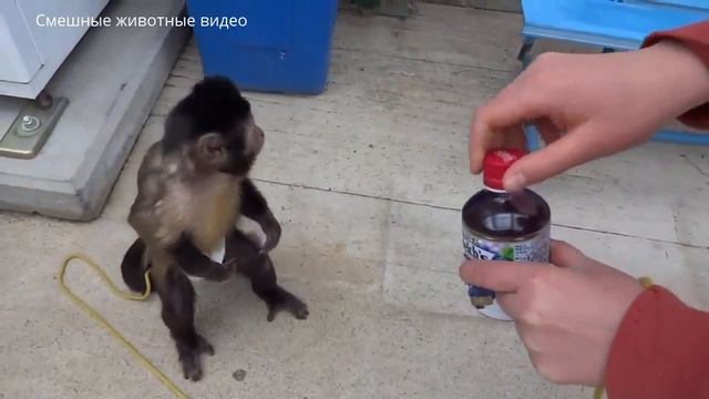 Приколы с животными.Очень умная обезьяня удивила всех. Funny animals. Clever ape surprised everyon смотреть онлайн