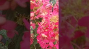 Гортензия 🌺Даймонд Руж 🌺.