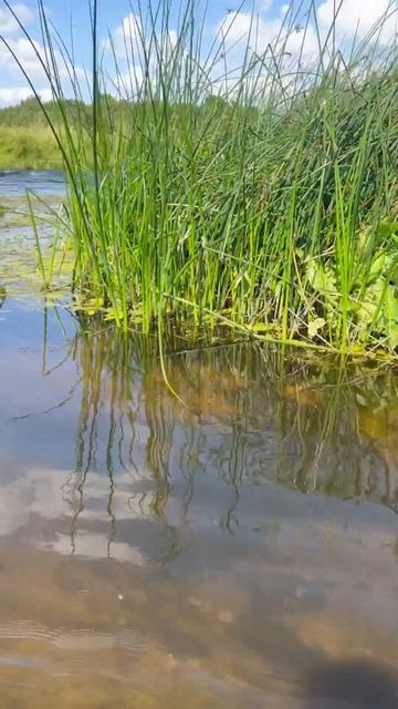 Еле запарковал его в подсак! #голавль смотреть онлайн