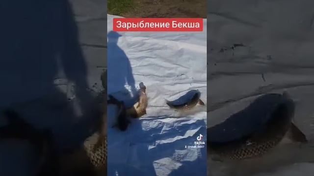 рыбалка животные отдых природа охотник озеро рыба