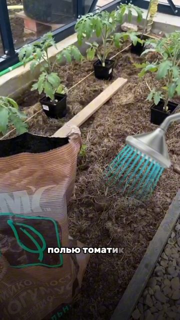 Посадка томатов в теплице. Inst: svetlana_zolotareva_agroblog #сад #ого смотреть онлайн