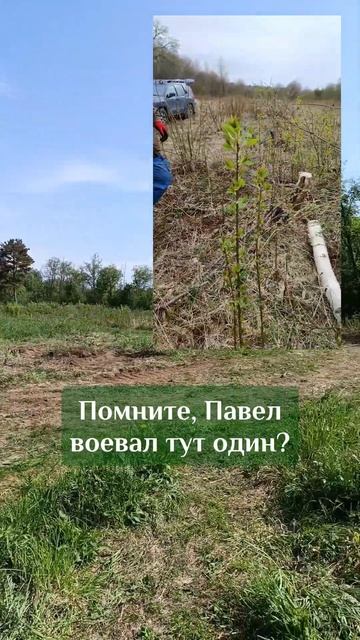 Расчищаем участок 5 Га #жимолость #саженцы #питомникра? смотреть онлайн