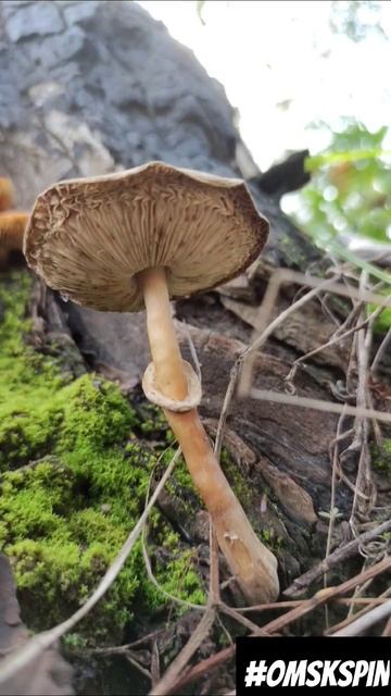 Рыбалка в Сибири/Siberian fishing #fishing #spinning #siberia #pike #omskspin #рыб смотреть онлайн