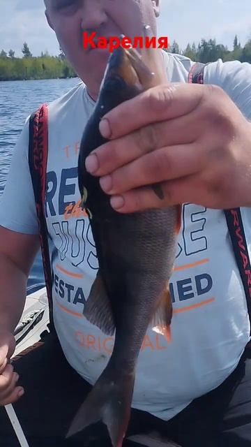 #карелия #рыбалка #fishing #крупныйокунь #окунь #carpfishing смотреть онлайн