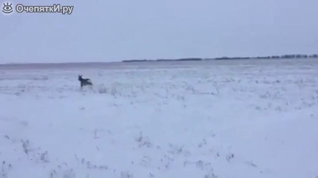 Атака козули смотреть онлайн