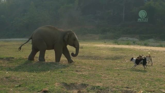 Слишком Смелые Собаки / Собаки Нарываются на Неприятности смотреть онлайн