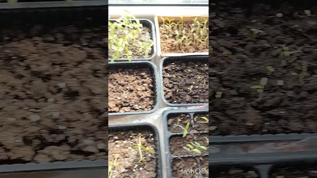 Рассада/ что буду сажать в этом году #рассада #чтобудус смотреть онлайн