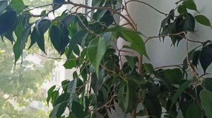 Обрезка алоэ в домашних условиях