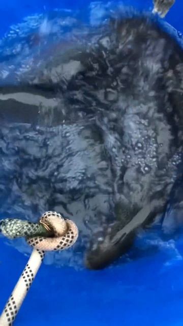 Ежедневный запуск форели / Платная рыбалка в Подмоско? смотреть онлайн