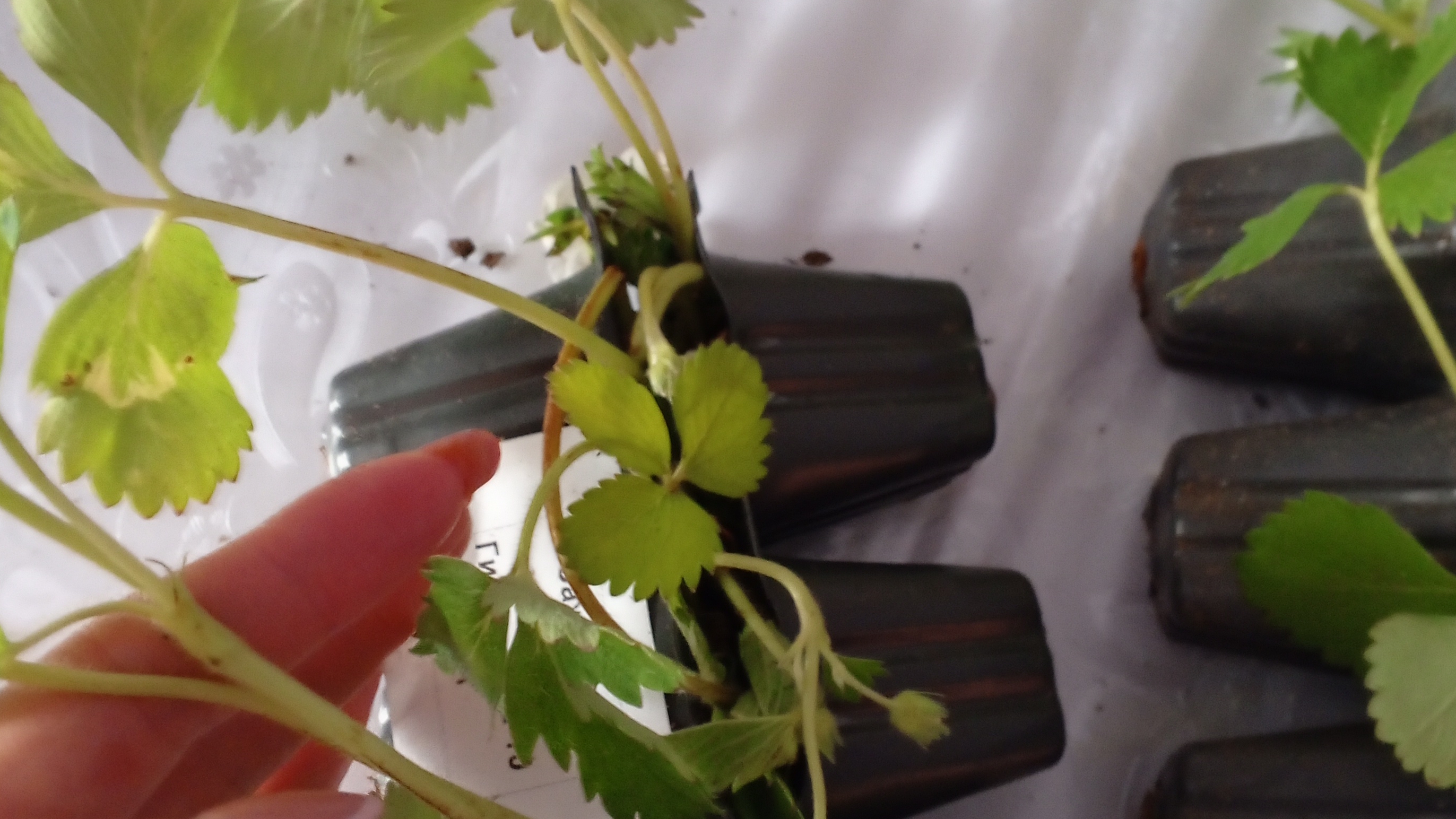 11 мая Пришла клубника