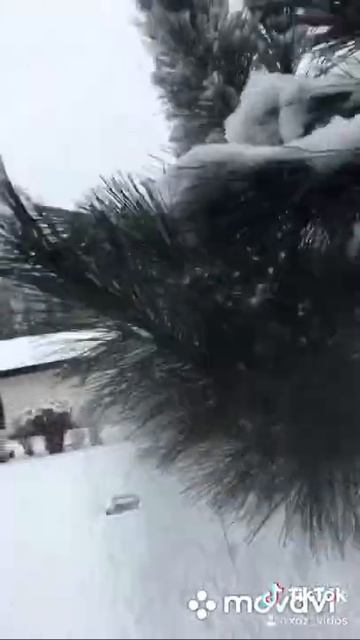 Уход за хвоей зимой. смотреть онлайн