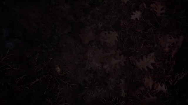 В поисках пропавшего мальчика - BLAIR WITCH смотреть онлайн