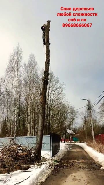 спилить тополь. смотреть онлайн