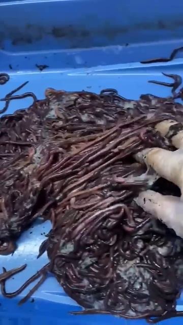 Черный принц лучший червь для рыбалки # Донка - 69 # shorts #