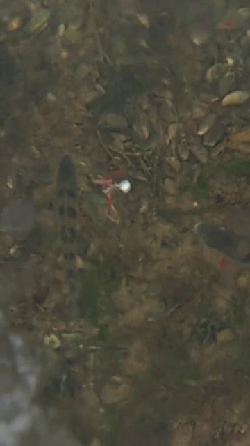 окунь,зимняя рыбалка, первый лед#fishing #рыбалка #рекомен смотреть онлайн