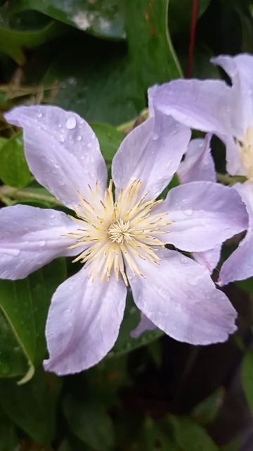 Clematis Anastasija Anisimova🤍#клематис #анастасияанисимова #ники?