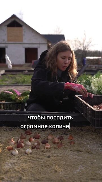 НА КАКОМ РАССТОЯНИИ САЖАТЬ ТЮЛЬПАНЫ #садогород смотреть онлайн