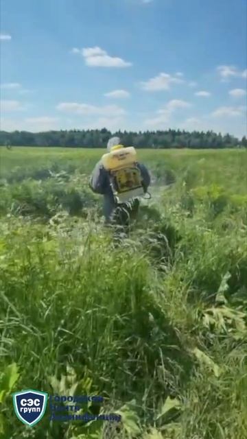 Уничтожение борщевика на участке