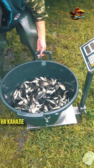 На такие вещи можно смотреть бесконечно долго Рыбалка