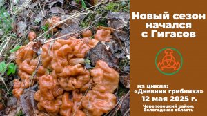 Новый сезон начался с Гигасов! "Дневник грибника" 12 мая 2025 года.