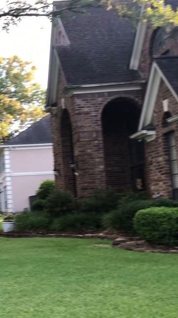 #hydrangea #quercifolia#houston #гортензия#garden #гортензія#flowers #jardin#shor