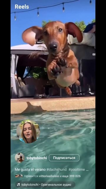 Можно ли собакам купаться в бассейне смотреть онлайн