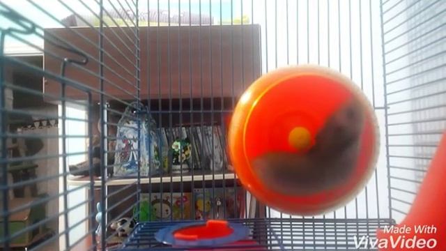 Что есть в клетке у моей хомки смотреть онлайн