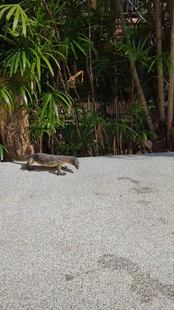 варан пришел в бассейн 🫣 смотреть онлайн