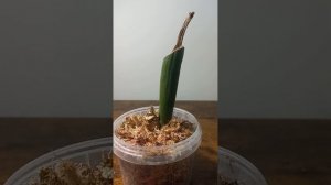 Замиокулькас БЕЗ КОРНЕЙ. Укоренение ВО МХЕ.