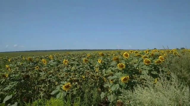Серпень на календарі а взяток продовжується. Ставити суш чи вощину. У вас стільки ж ос?