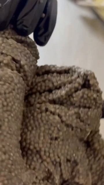 СОКРОВИЩЕ! Поймали очень большую рыбу.#shorts #shortvideo #short #f смотреть онлайн