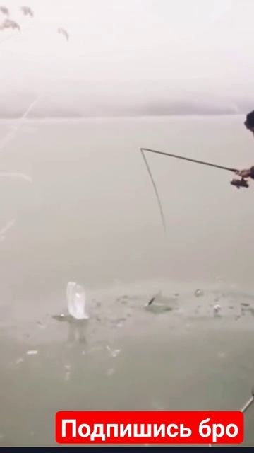 #shorts ОГРОМНАЯ ЩУКА НА СПИННИНГ ЗИМОЙ! Щука 10кг ЗИМОЙ на смотреть онлайн