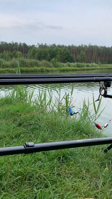 Ловля карпа на фидер. #fishing #canada #carpfishing #fish #рыбалка #carp #? смотреть онлайн