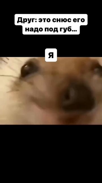 Мем боярышник форте #рекомендации  #reels #memes #funny #haha #rofl #?