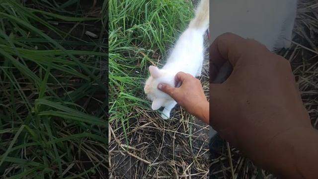 Удочка из детства. Карасик в копанке.Кот рыбак.Хуторок смотреть онлайн