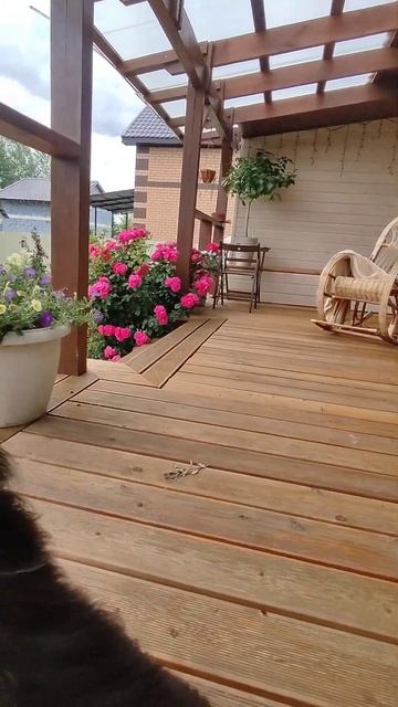 В ветвях бузины черной живут ангелы, охраняющие домаш? смотреть онлайн