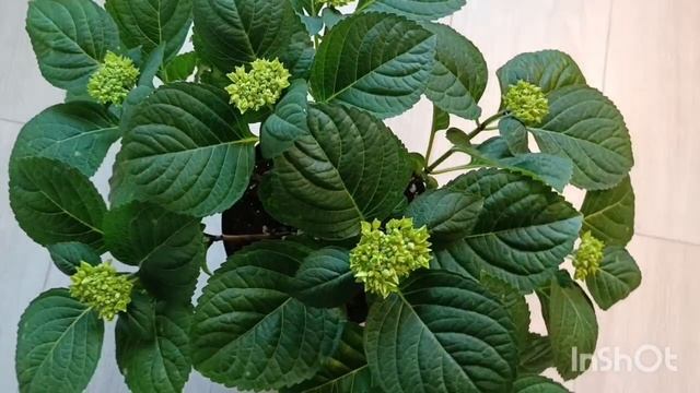 Зацветает красотка гортензия 😍 смотреть онлайн