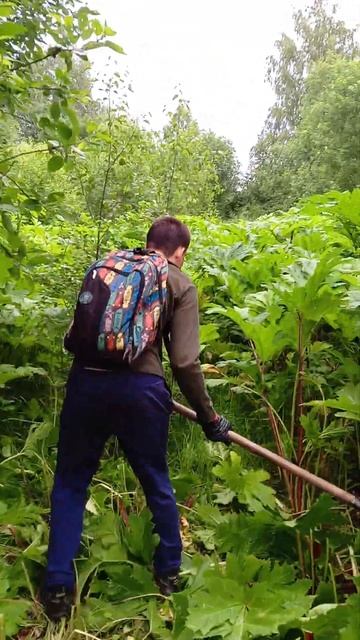 Рубим молодой борщевик