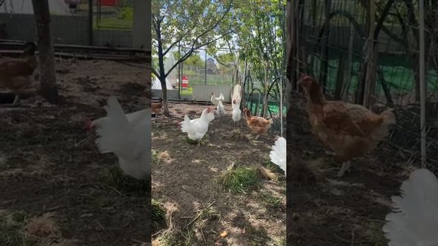 МОИ КУРЫ смотреть онлайн