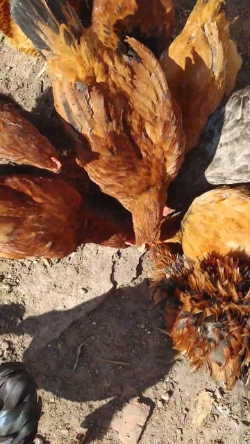 Куры любят колбасу #chicken смотреть онлайн