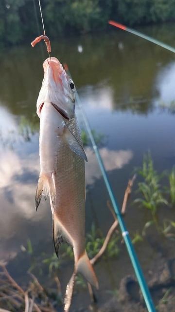 вечерний клев II#fishing #рыбалка #рыбалка на поплавок смотреть онлайн